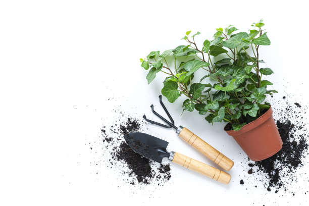 盆栽:白色隔离的常春藤植物和园艺工具图片下载