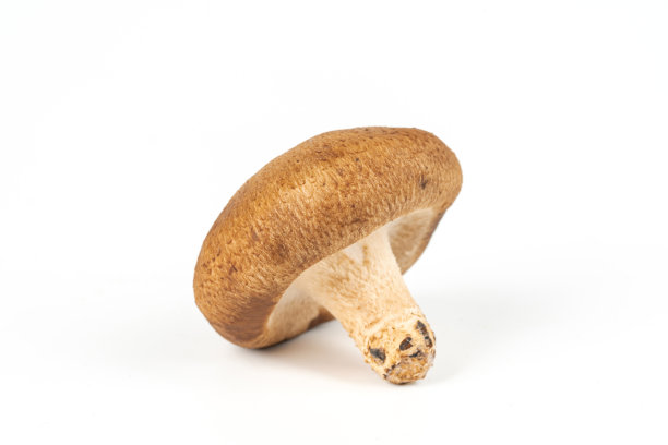 白底蘑菇图片下载