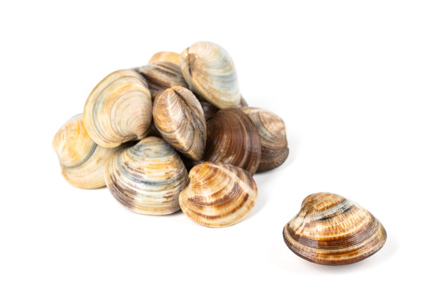 白底蛤图片下载