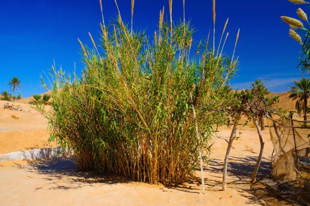 撒哈拉沙漠，突尼斯，北非的灌木丛图片下载