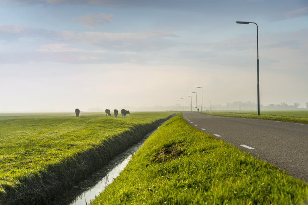 雾蒙蒙的早晨，三头奶牛在绿色的草地上图片下载