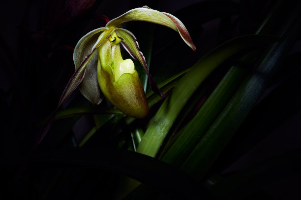 女王的鞋子图片下载