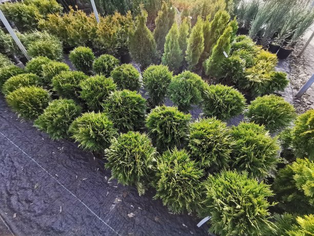 图雅在育儿室。有针叶树幼苗的苗圃图片下载