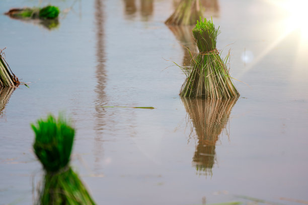 农村或乡村的稻田图片下载