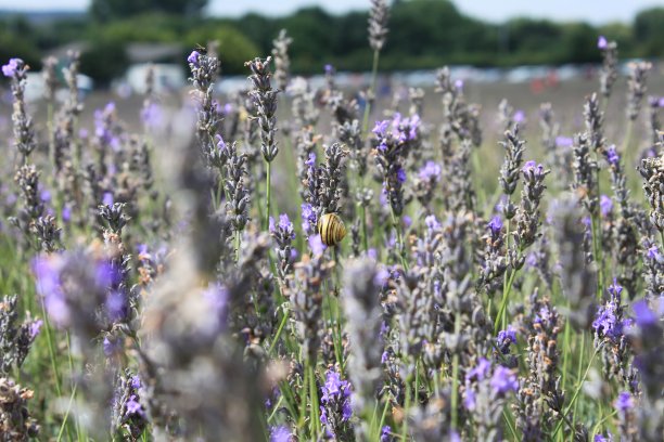 薰衣草图片下载