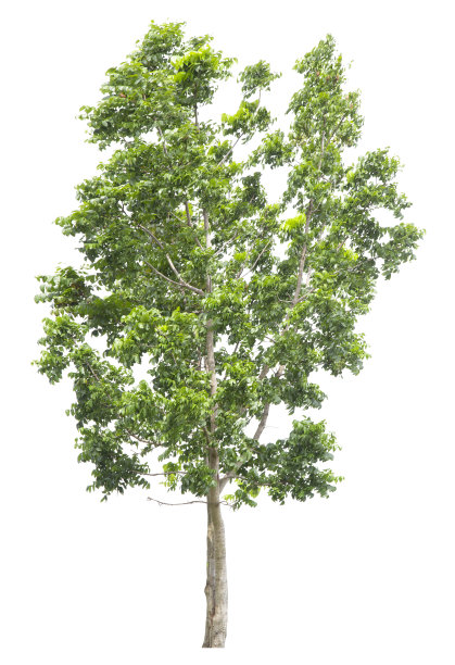 新鲜的大绿树孤立在白色上图片下载