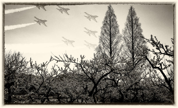 盛开的果园的景色图片下载