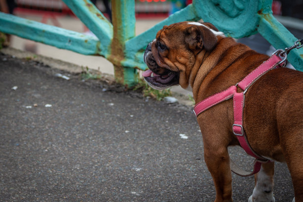 英国牛头犬图片下载
