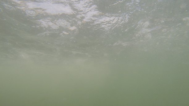 成群的河鱼图片下载