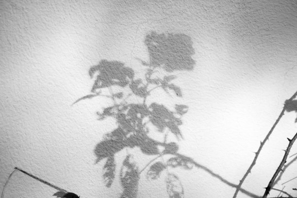 抽象的自然树叶阴影在白色的墙壁背景图片下载