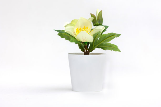 天然绿色植物和花卉，菲伊卡在白色花盆中隔离在白色背景上图片下载