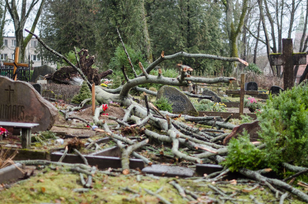 拉脱维亚库尔迪加，一棵墓地里的树在暴风雨中倒下了图片下载