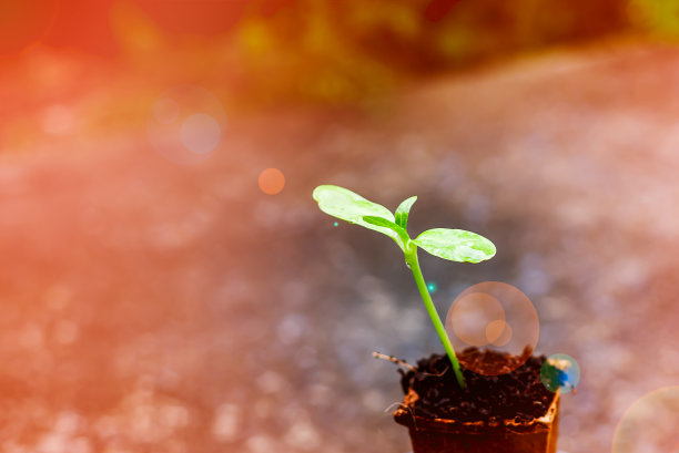 小盆里的一株小植物的特写，背景是色彩鲜艳的。图片下载