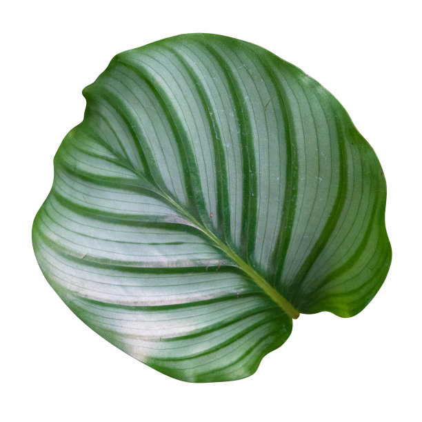 绿叶孤立在白色背景与修剪路径。图片下载