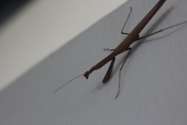 一个棕色的小雌螳螂在房子的白色墙上睡觉的宏观图片图片下载
