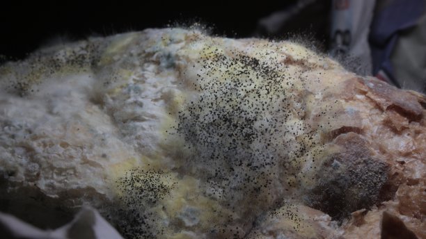 这是一张由于面包过期而在面包上生长的霉菌、真菌和其他微生物的特写照片图片下载