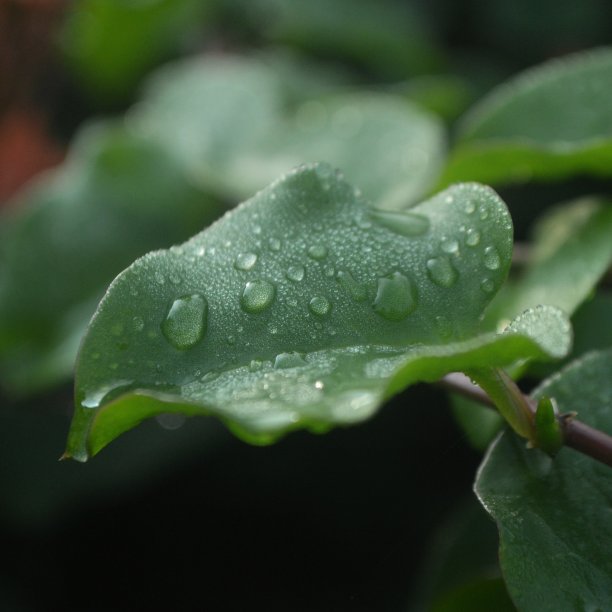 叶子上的晨露图片下载