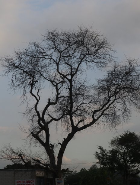 会叶子的树图片下载