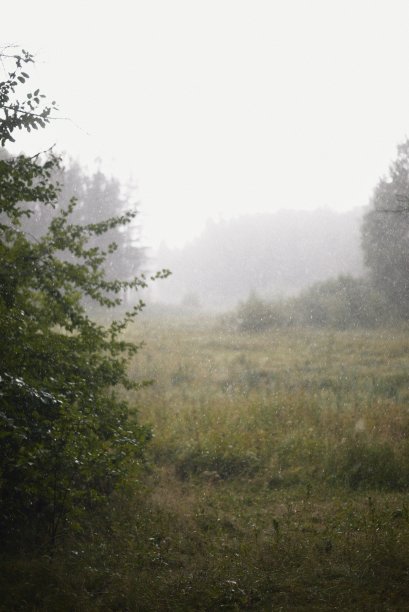 雨落在森林边缘图片下载