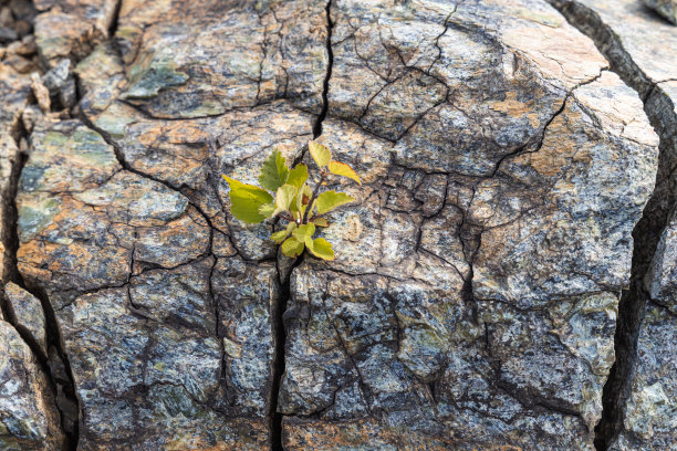 纹理优美的天然灰色和黄色花岗岩石材表面有裂缝和一棵绿色的小桦树在照片图片下载