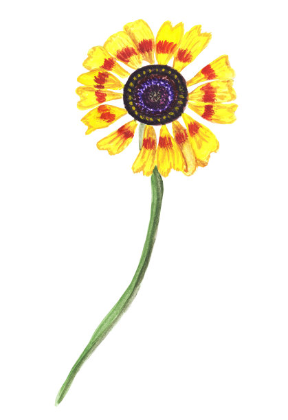 菊花，金菊-美丽而明亮的花，有许多花瓣和深色的中心。图片下载