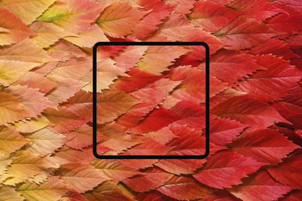 秋叶的背景。概念与文本或对象的位置。梯度。复制图片下载