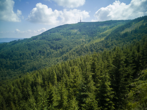 山景，在波兰Beskid Żywiecki的Skrzyczne峰，针叶林与松树图片下载