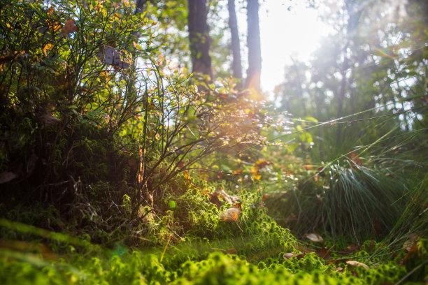 森林里的植物和草。低视角的自然景观。地面森林日落，夏天的背景。模糊自然背景复制空间。低聚焦深度泊位图片下载