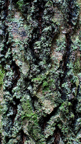 森林里一棵老树的树皮。纹理美丽抽象的表面壁纸和背景图片下载