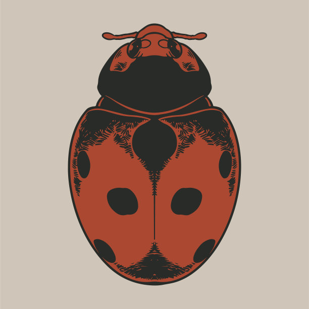向量古董雕刻绘画插图瓢虫(瓢虫科)。瓢虫徒手线性暗橙色墨水颜色手绘图片标志素描艺术复古涂鸦风格图片下载