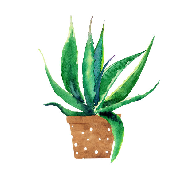 蓝色龙舌兰陶罐孤立在白色背景。水彩手绘插图。完美的印刷，贴纸，花卉设计。仙人掌的植物。图片下载