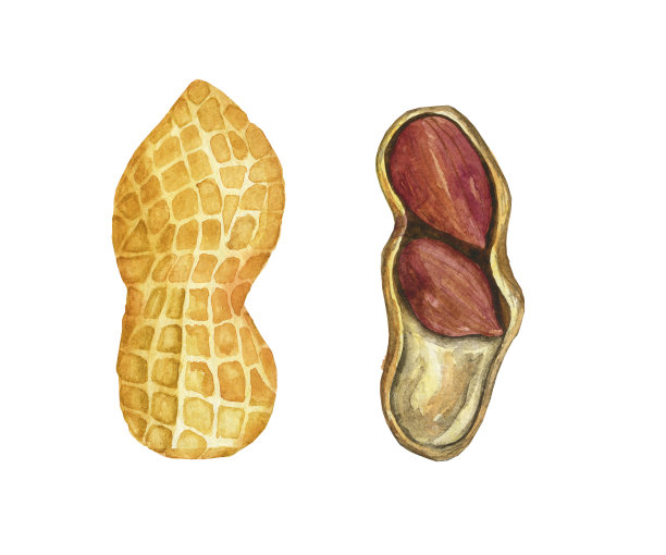 两颗花生，在白色的背景上，黄色的果壳被孤立。水彩手绘插图。完美的食品设计，海报，有机装饰。图片下载