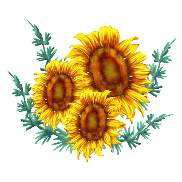 原创清新黄色三朵向日葵图片下载