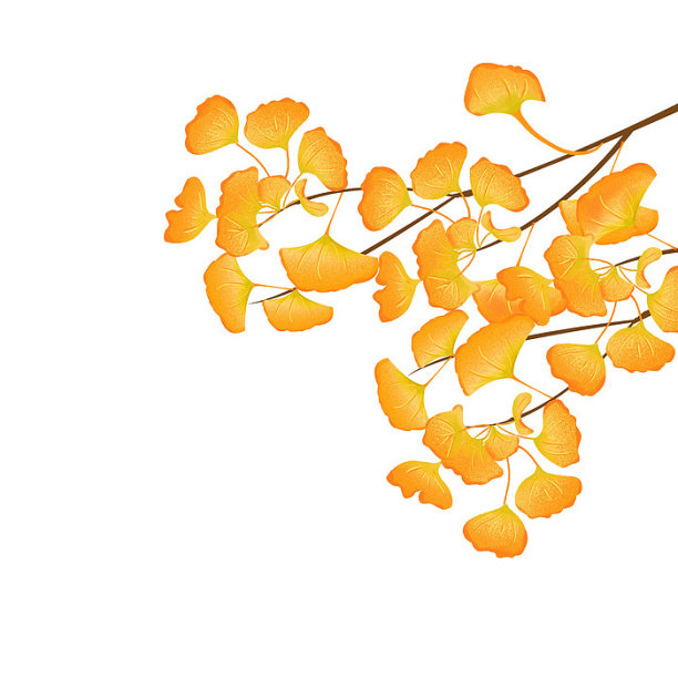 原创树干上开满的银杏叶素材图片