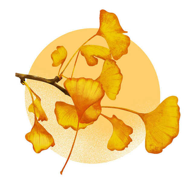 原创写实银杏树叶素材图片