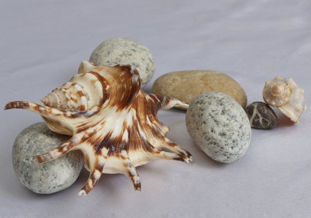 关于海洋主题，贝壳和石头的位置图片下载