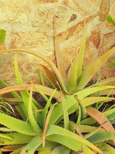 美美的图片下载