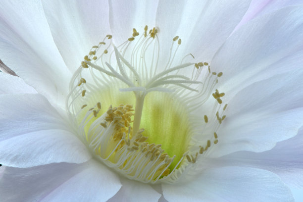 仙人掌花(棘球绦虫)图片下载