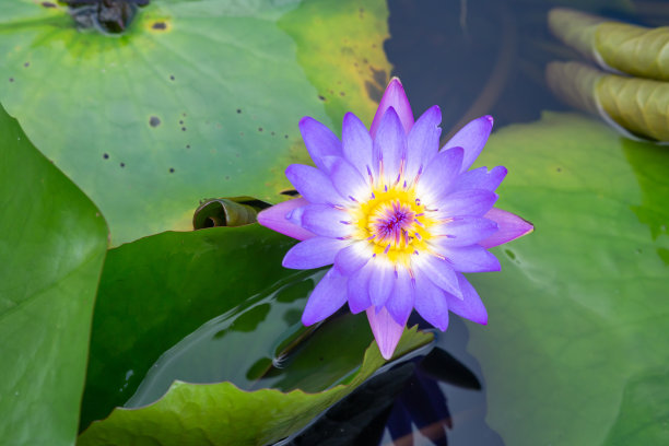 美丽的粉红色睡莲或荷花莲花。图片下载