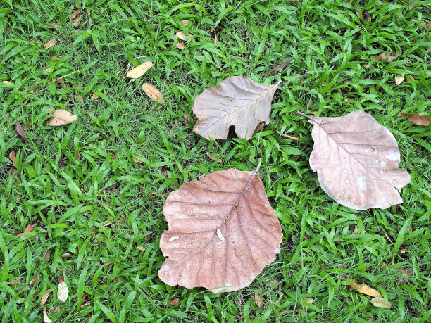 后院草坪上有三片枯叶图片下载