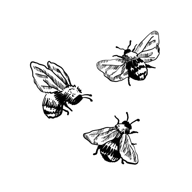 蜜蜂卡通手绘白色背景图片下载