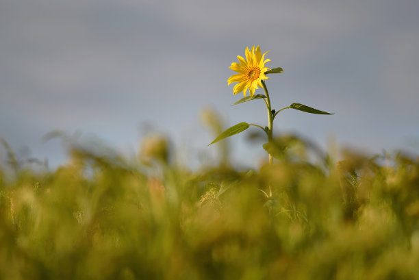 夕阳下的向日葵田图片下载