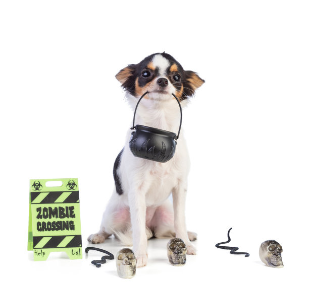 万圣节狗坐图片下载