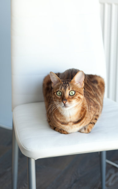 孟加拉猫图片下载