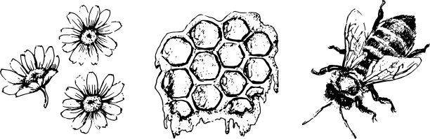 蜂蜜集复古手绘雕刻有机图片下载