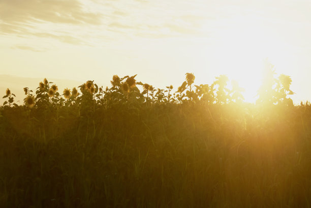 夕阳下的向日葵田图片下载