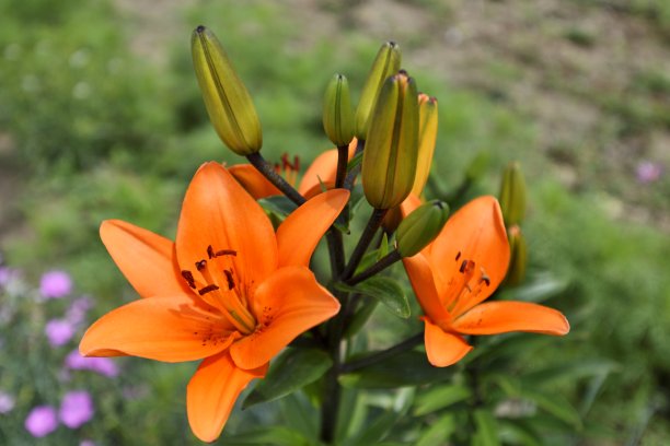 草地上鲜花盛开图片下载