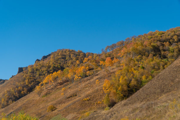 秋色缤纷的树叶在山林中图片下载