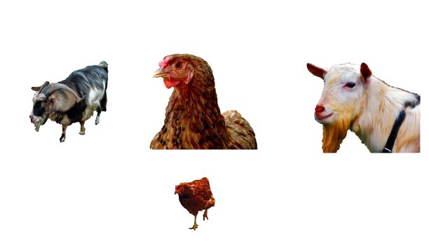 两只山羊和两只鸡被隔离在白色上图片下载