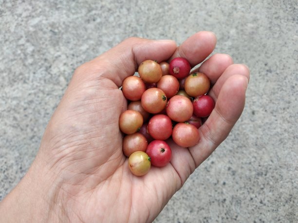 芒廷亚·卡米拉拉或cerri，科森，塔洛克图片下载